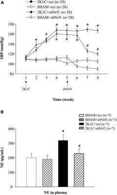 Effects of Nrf1 in Hypothalamic Paraventricular Nucleus on Regulating the Blood Pressure During Hypertension